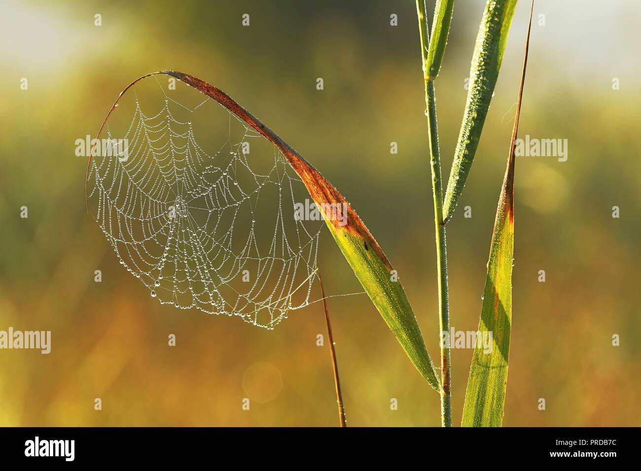 Spider's Web dans la rosée du matin, Reussspitz réserve naturelle, canton de Zoug, Suisse Banque D'Images