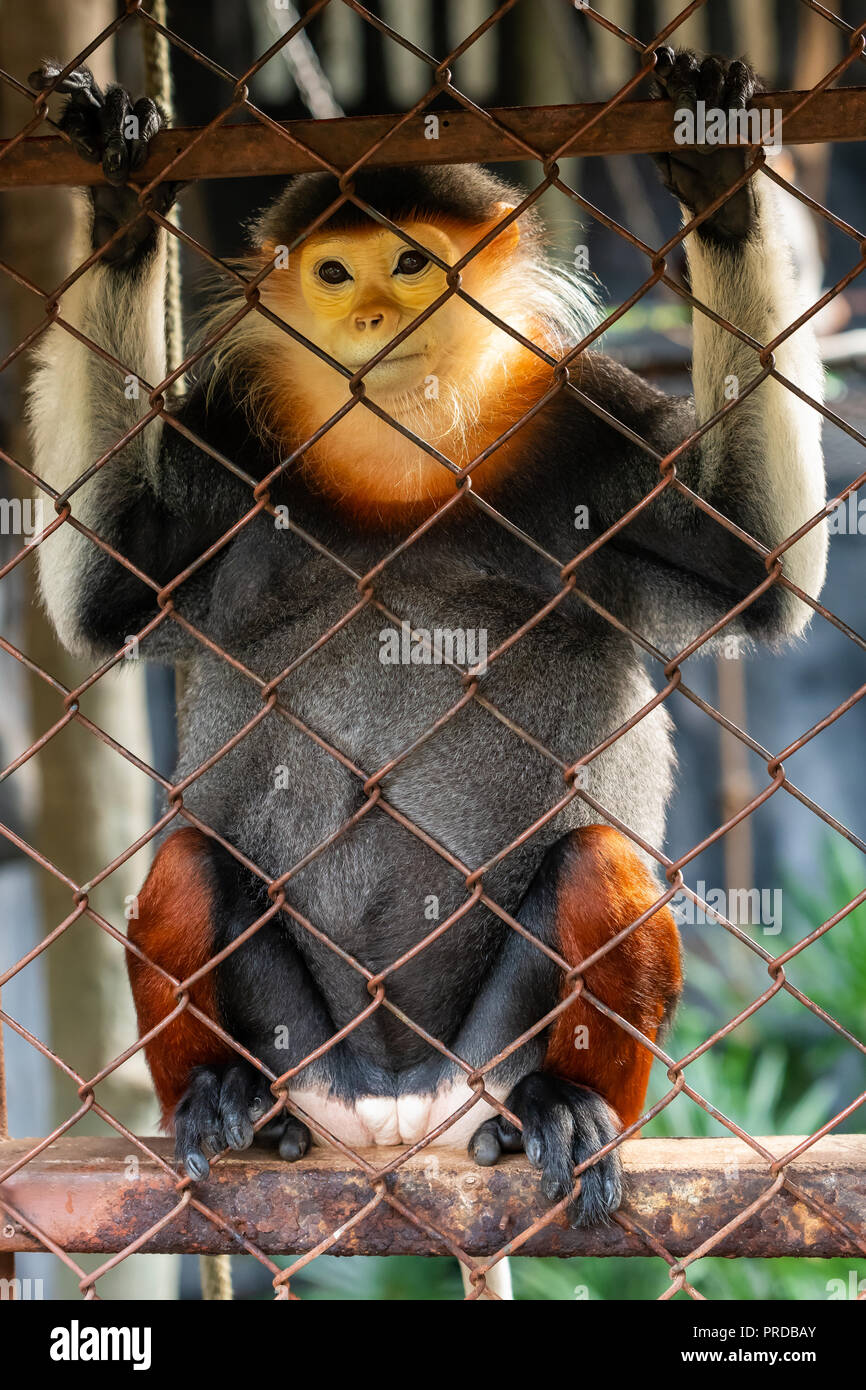 Une femelle, rouge-shanked douc langur est assis dans la cage Banque D'Images