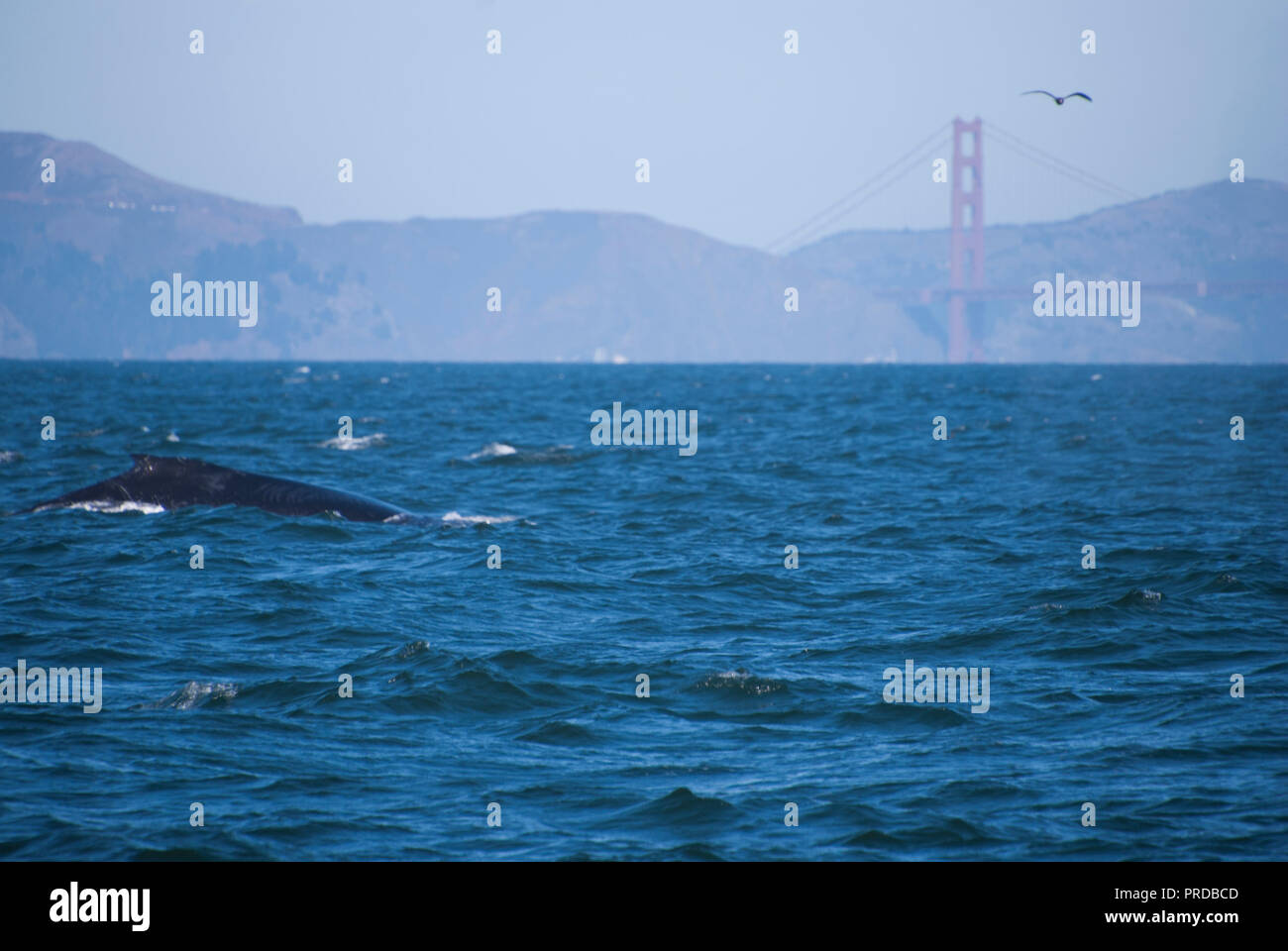 Becs une baleine à bosse en face de la Golden Gate Bridge au large de la côte de San Francisco, Californie, USA. Banque D'Images