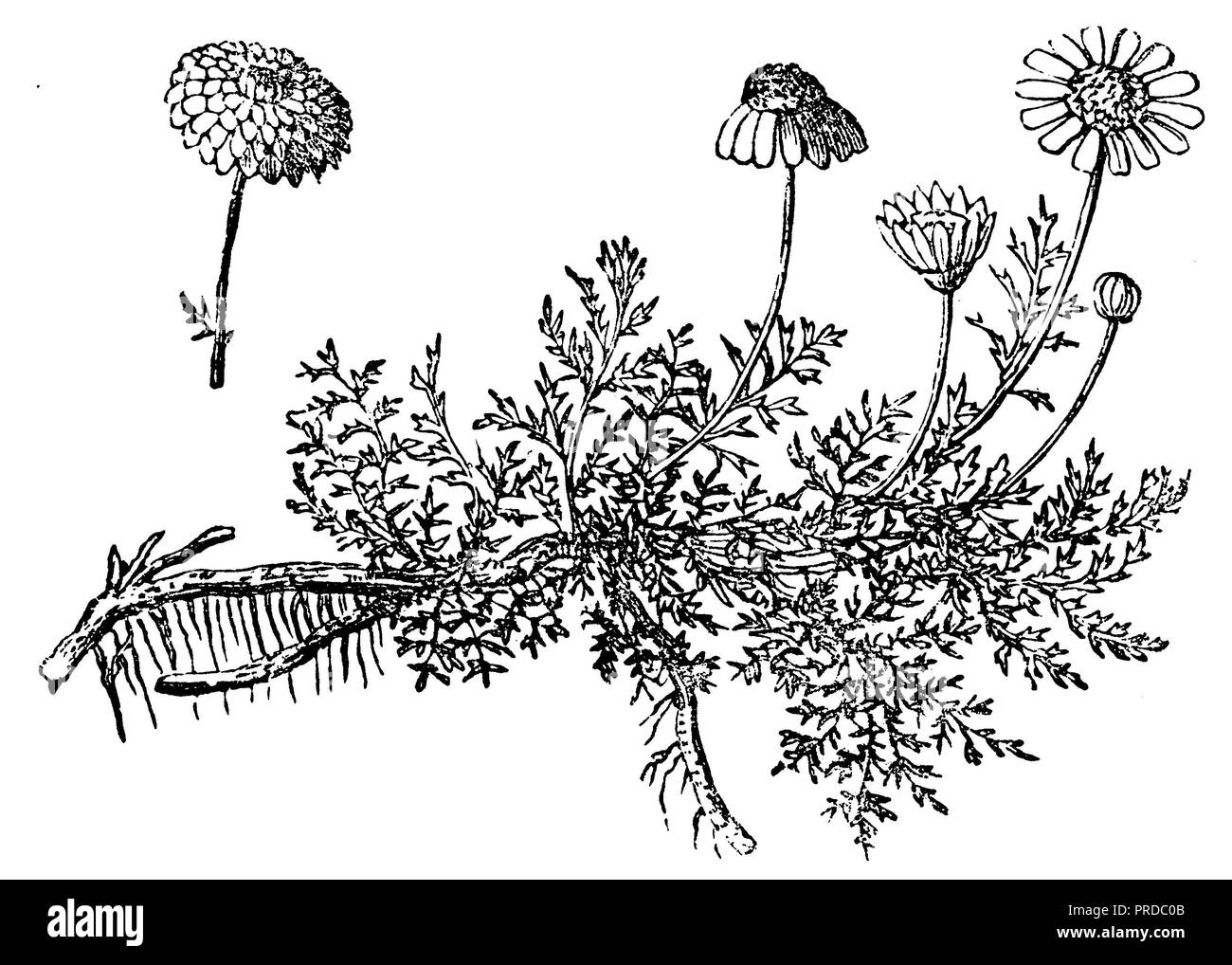 <camomille Matricaria recutita >, 1900 Banque D'Images