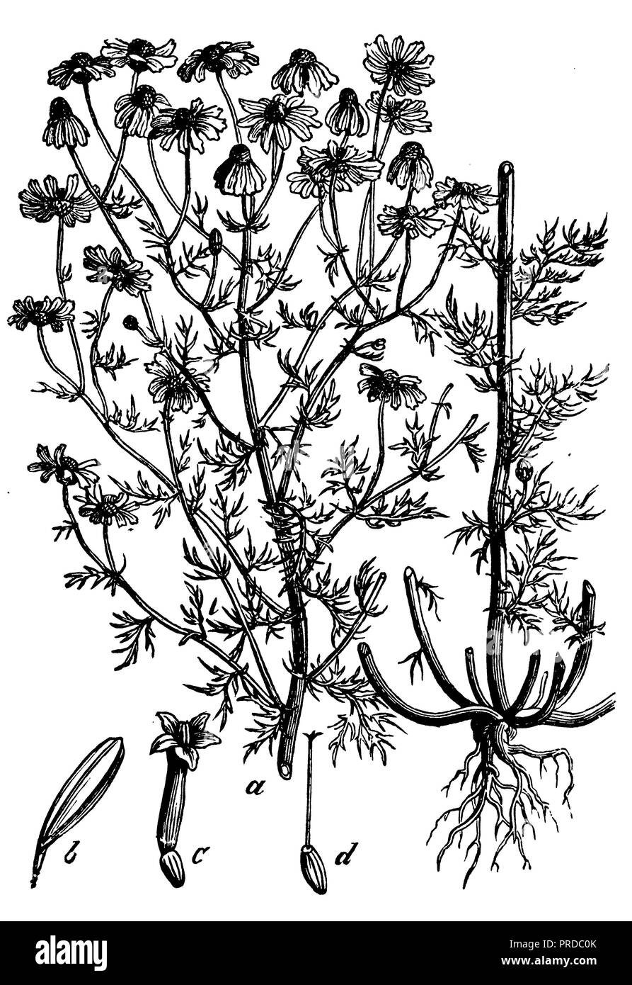 <camomille Matricaria recutita >, 1898 Banque D'Images