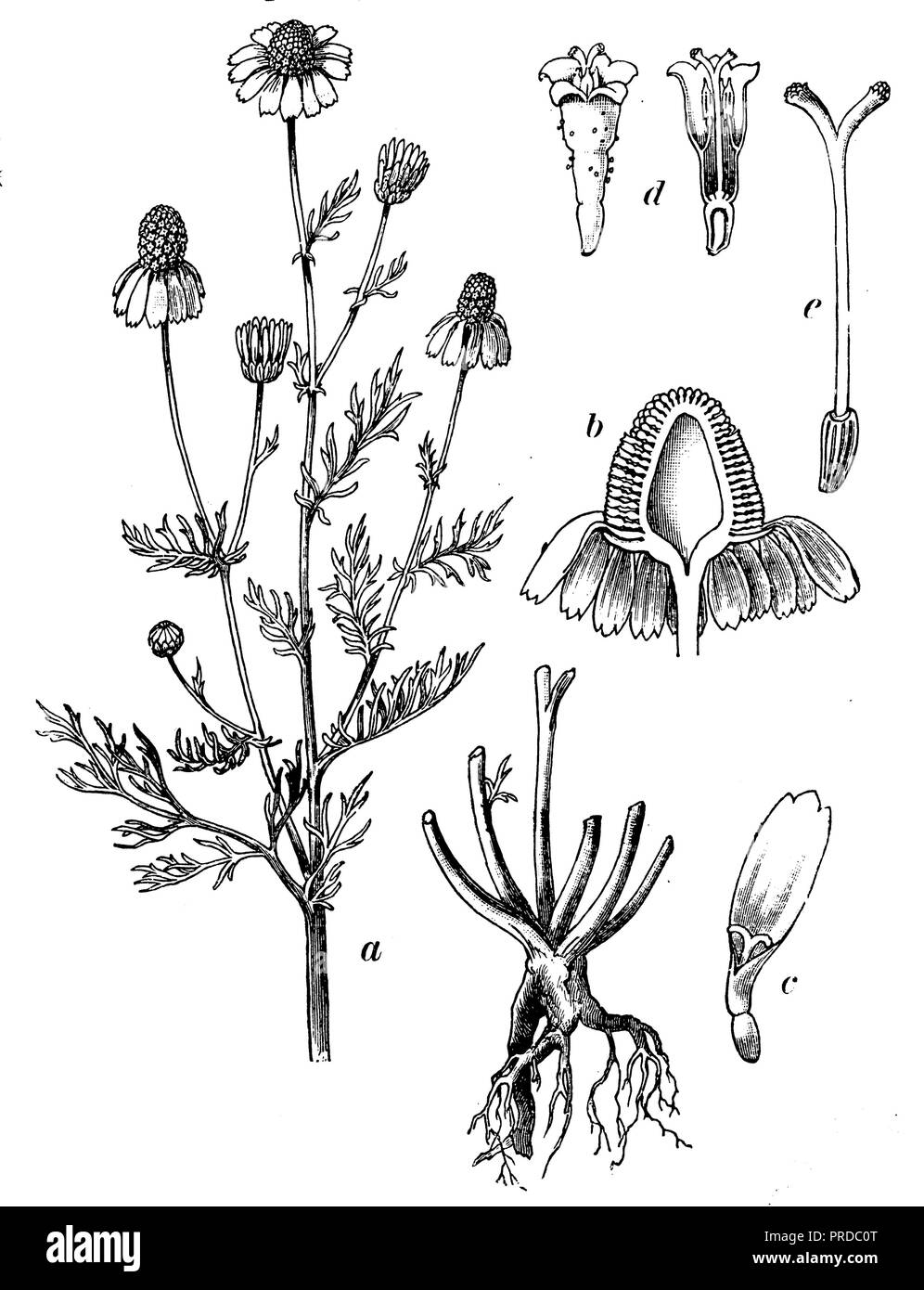 <camomille Matricaria recutita >, 1902 Banque D'Images