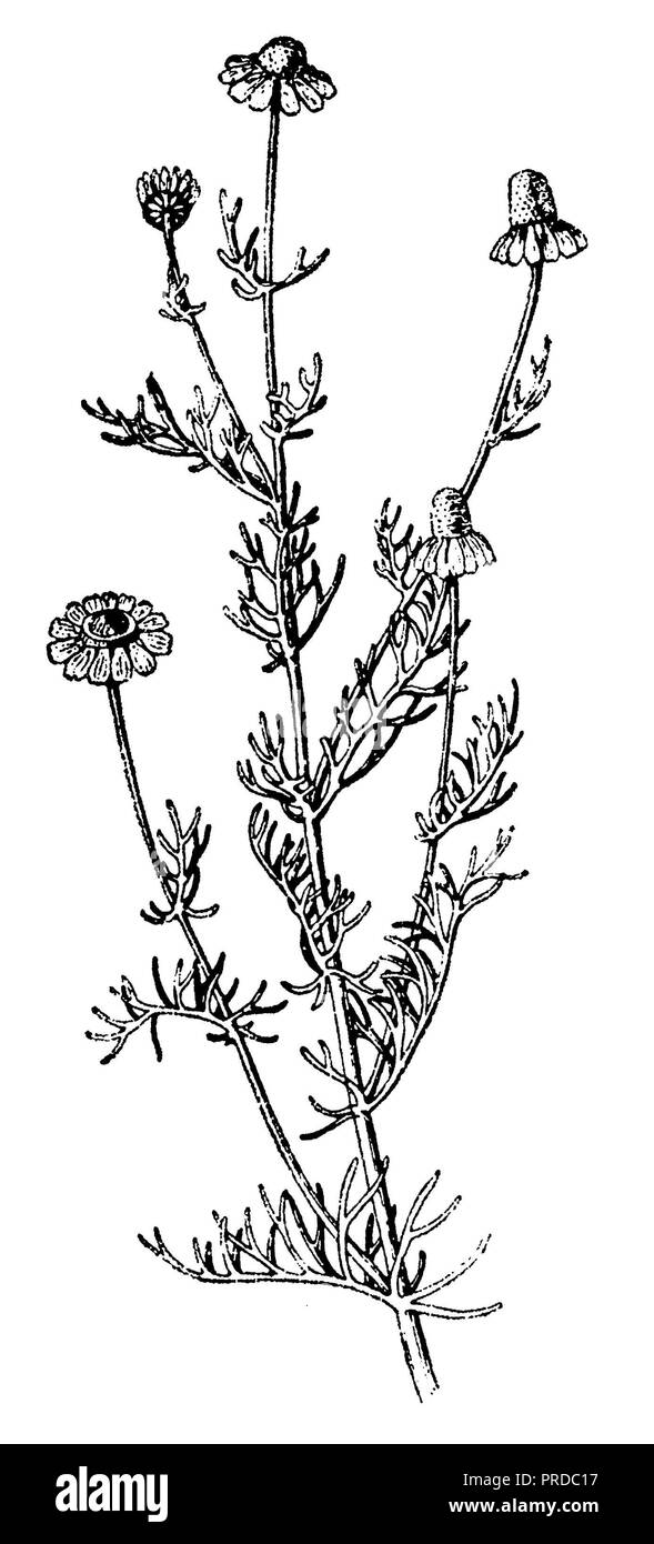 <camomille Matricaria recutita >, 1910 Banque D'Images