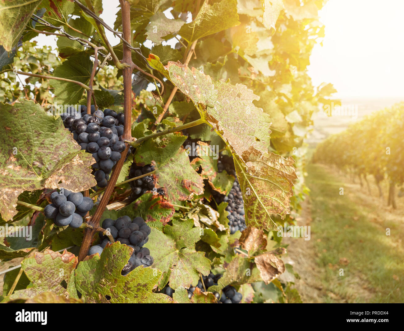 Usine de vigne et de raisins mûrs à vineyard Banque D'Images