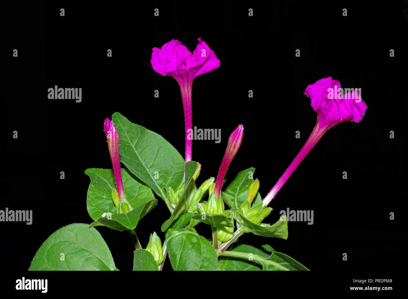4 heures fleur (mirabilis jalapa) close-up isolated on black Banque D'Images