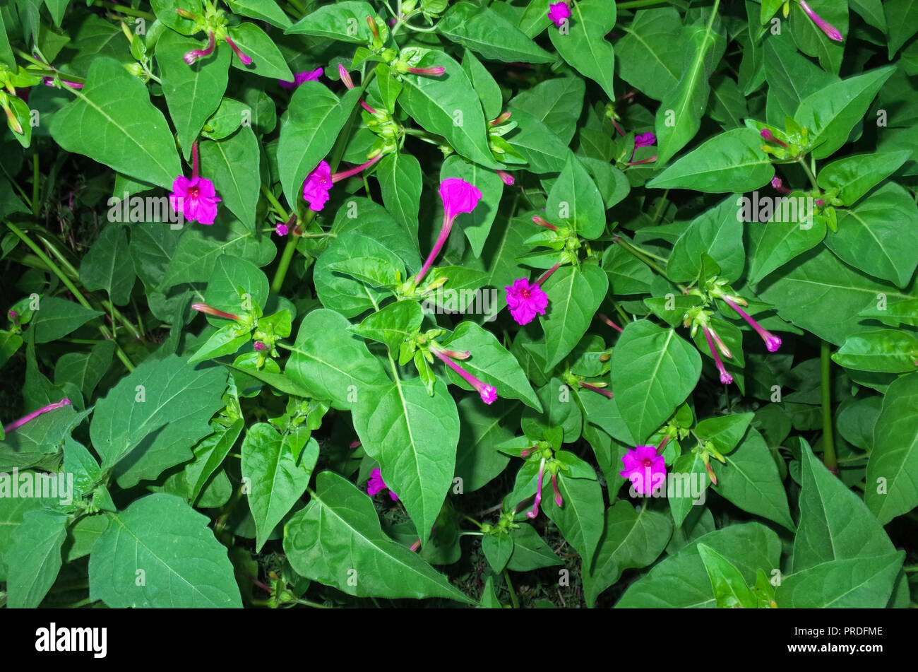 4 heures fleur (mirabilis jalapa) close-up Banque D'Images