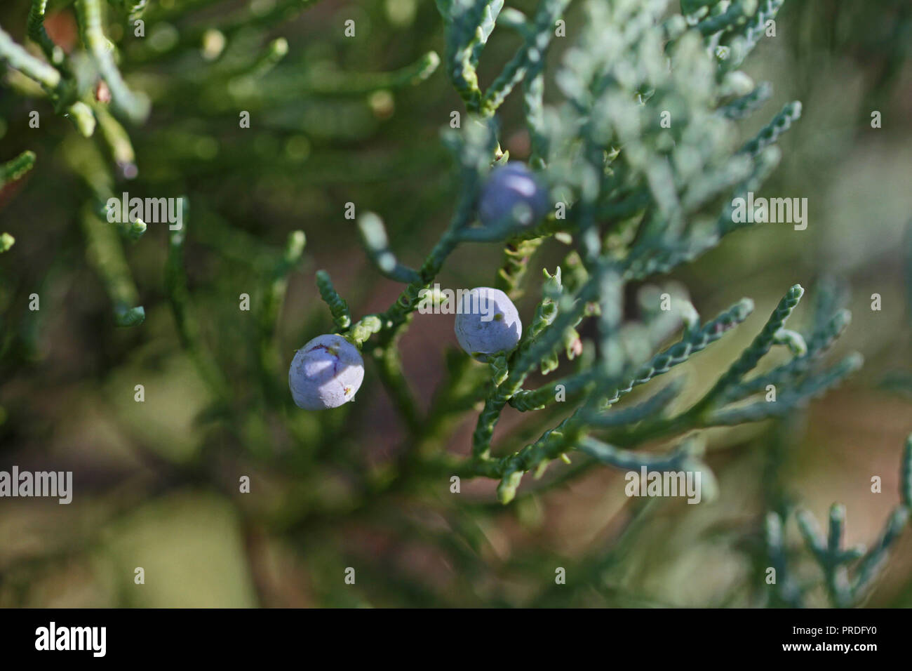 Les baies de genévrier Juniperus communis Latine sur un buisson à la fin de l'été en Italie à partir de la famille de pin les baies sont effectivement utilisées dans la production de cônes de gin Banque D'Images