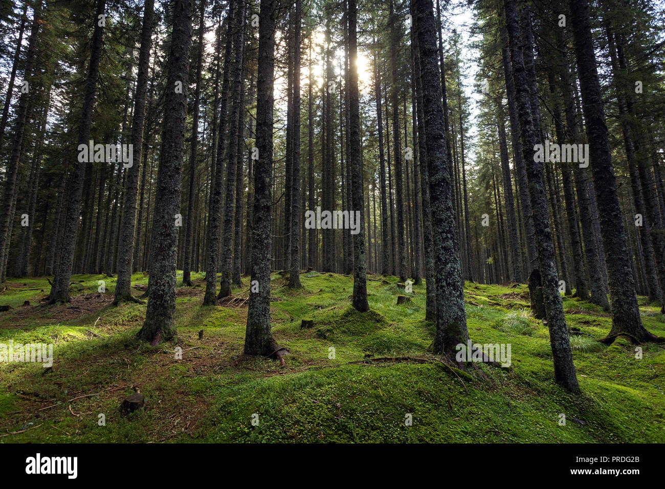 La tombée de la lumière brille à travers le brouillard dans la forêt de pins Banque D'Images