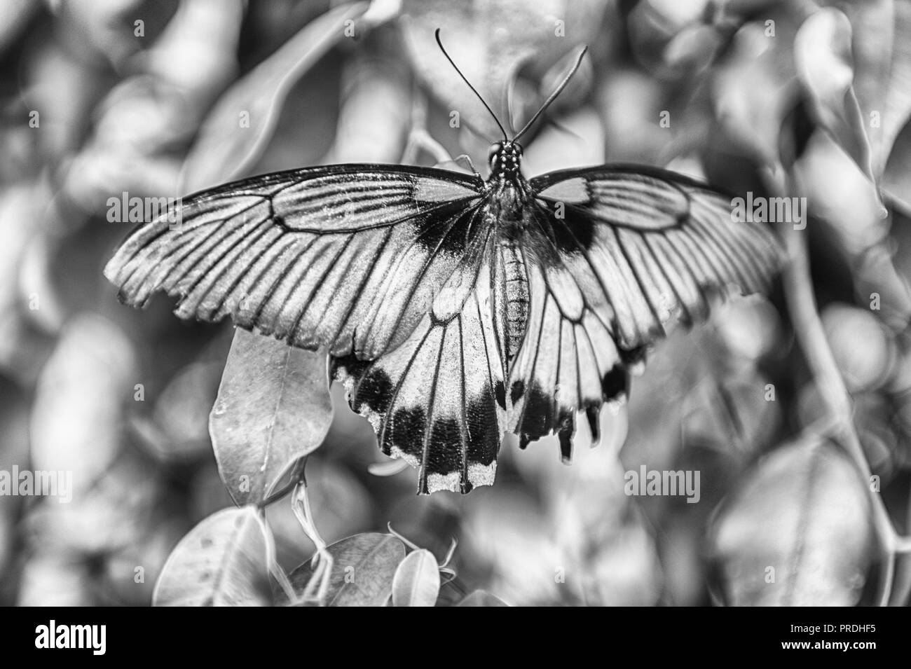Papilio Lowi, alias Grand Mormon jaune ou asiatique est un swallowtail butterfly tropical. Ici montré en étant debout sur une feuille Banque D'Images