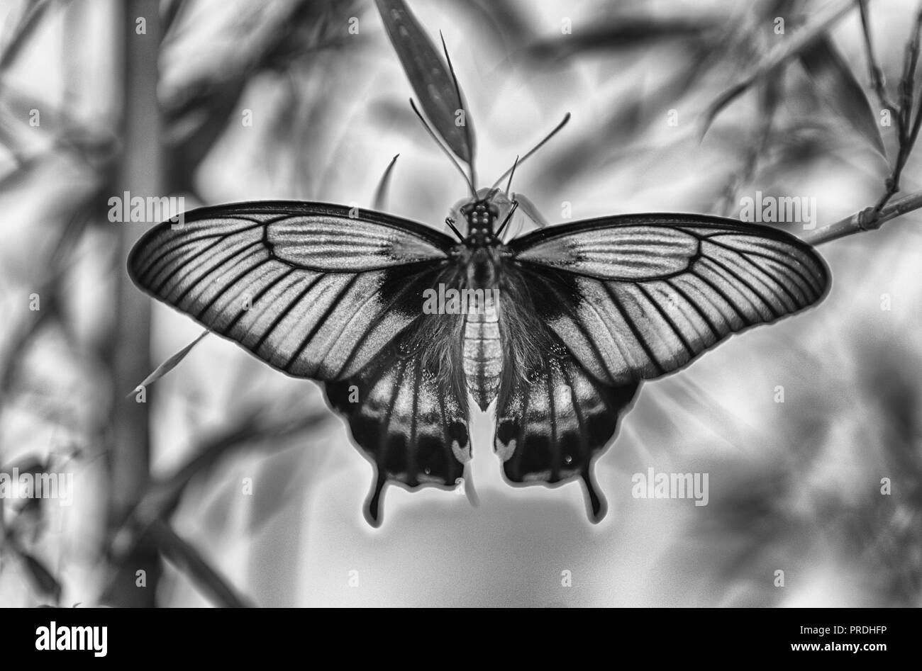 Papilio memnon, alias Grand Mormon est un papillon tropical. Ici montré en étant debout sur une feuille Banque D'Images