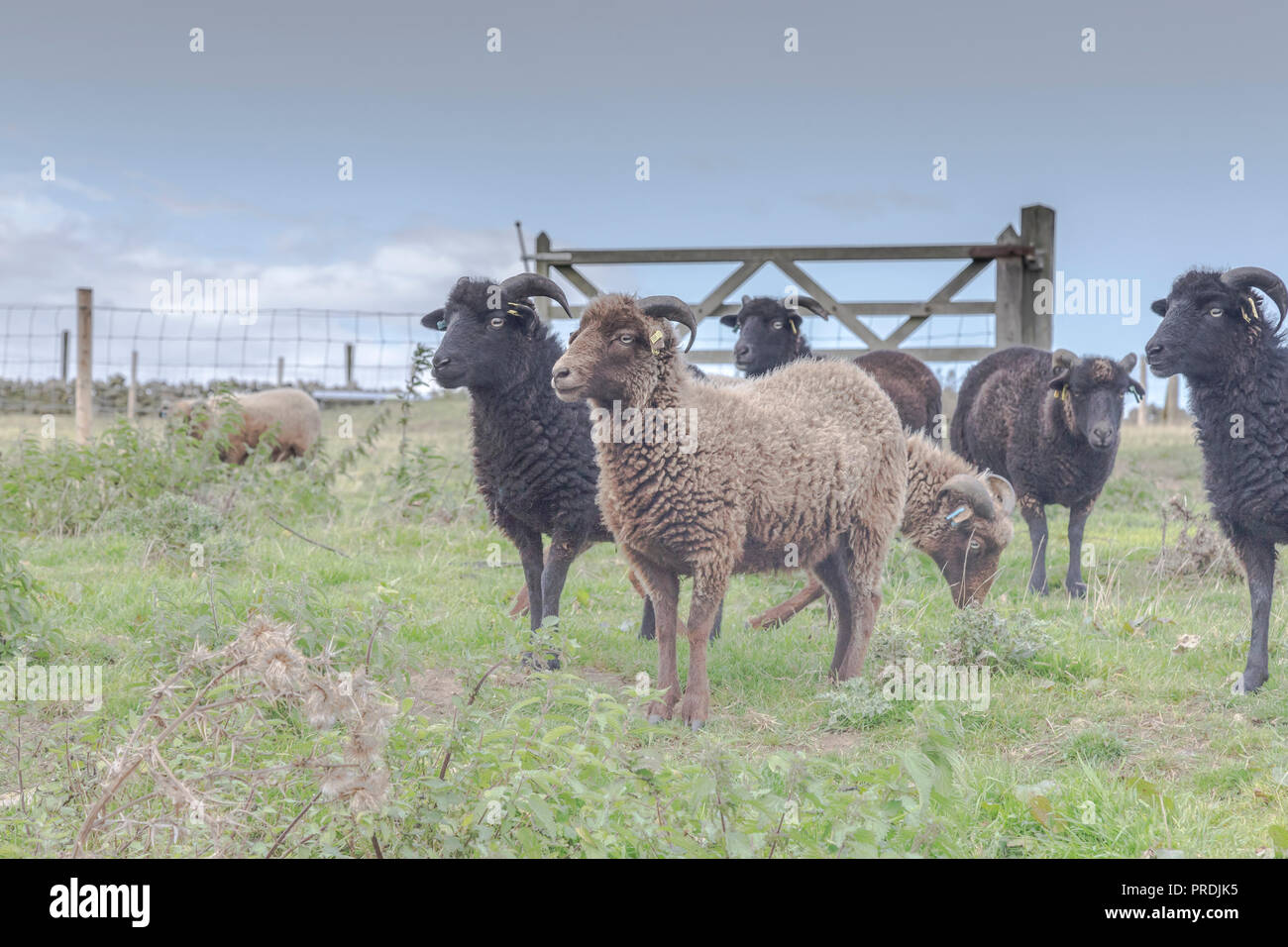 Moutons d'Ouessant, une race de moutons du patrimoine originaire de l'île d'Ouessant en Bretagne. Banque D'Images