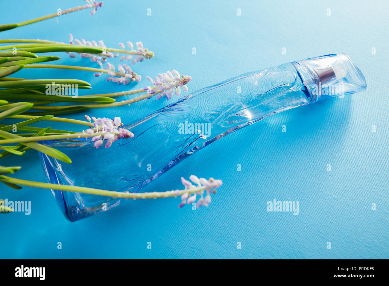 Parfum naturel concept. Flacon de parfum avec parfum floral sur fond bleu Banque D'Images