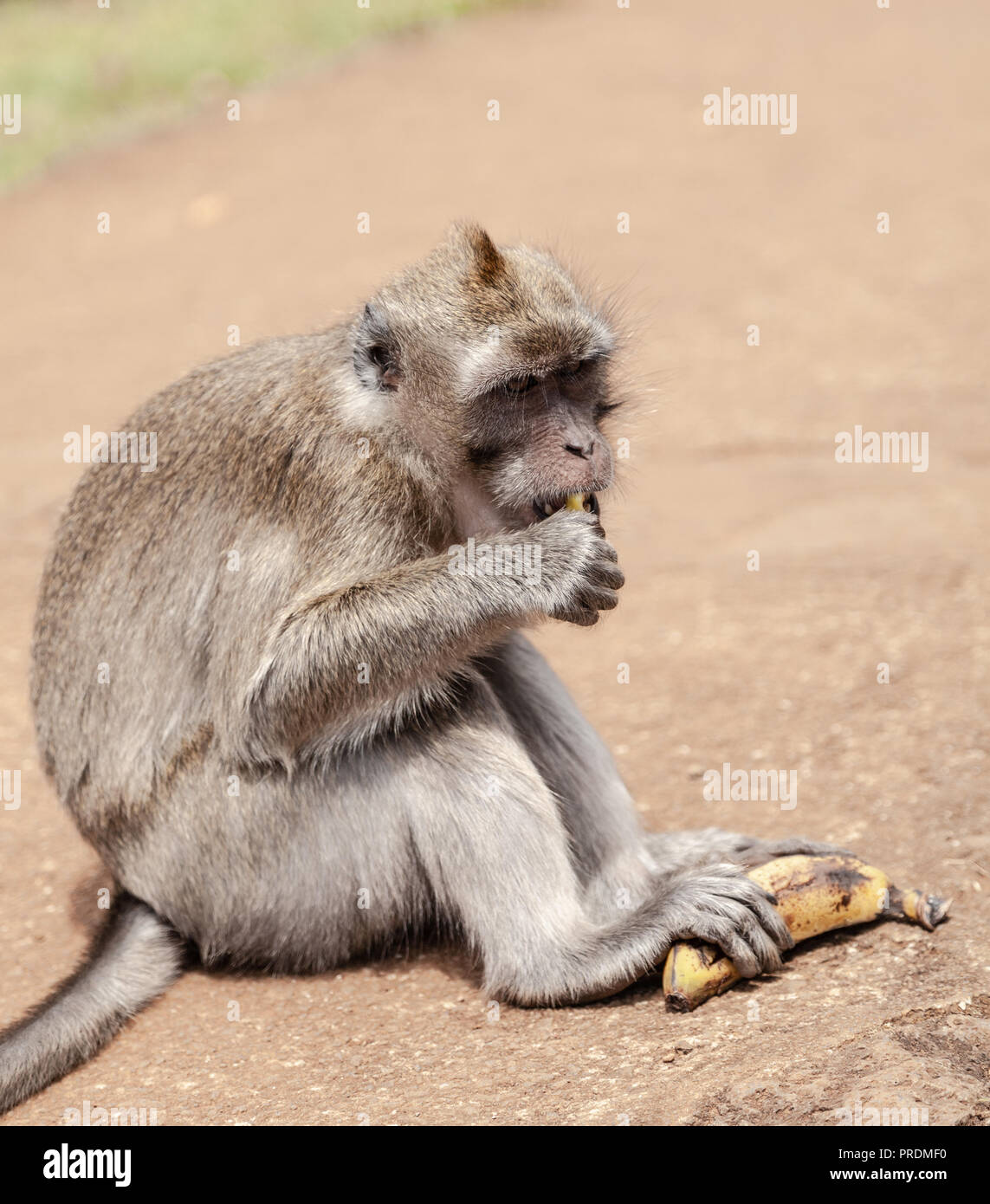 Macaque au point de vue des Gorges de la rivière Noire, Ile Maurice Banque D'Images