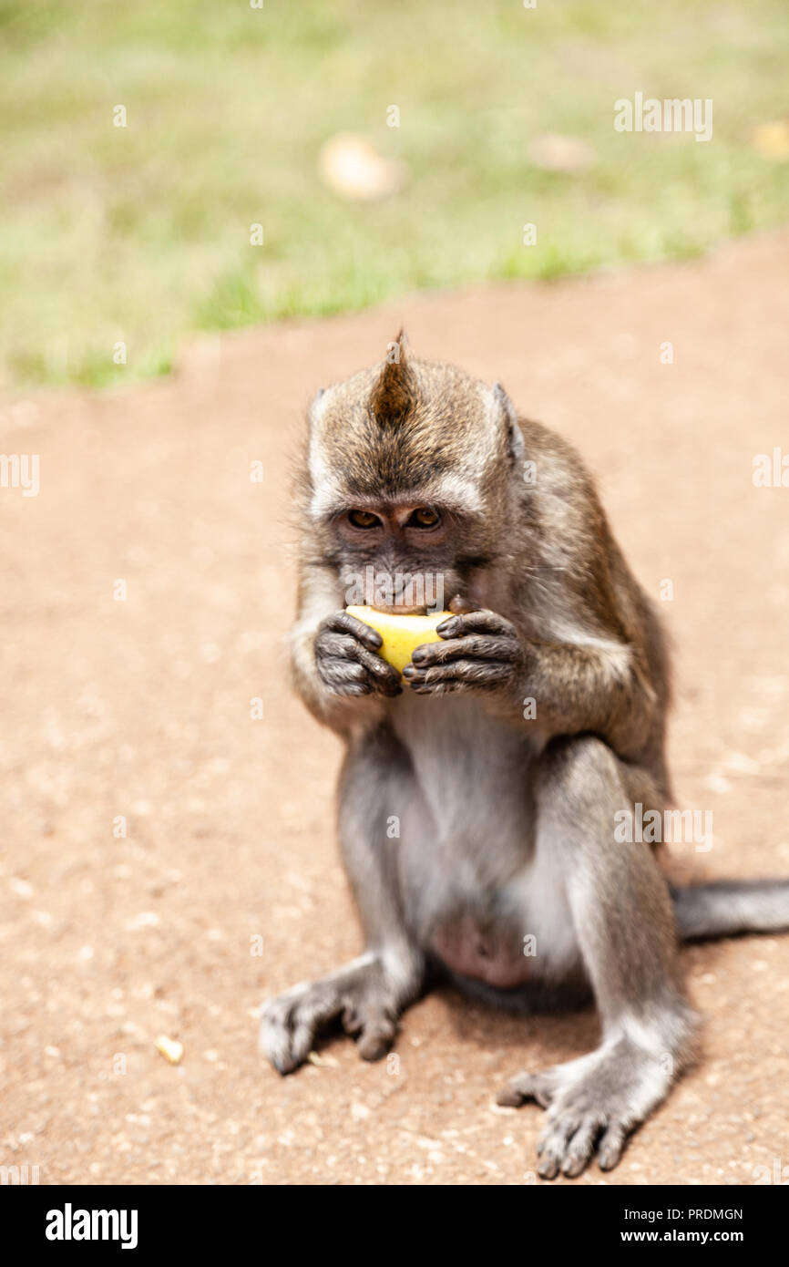Macaque au point de vue des Gorges de la rivière Noire, Ile Maurice Banque D'Images