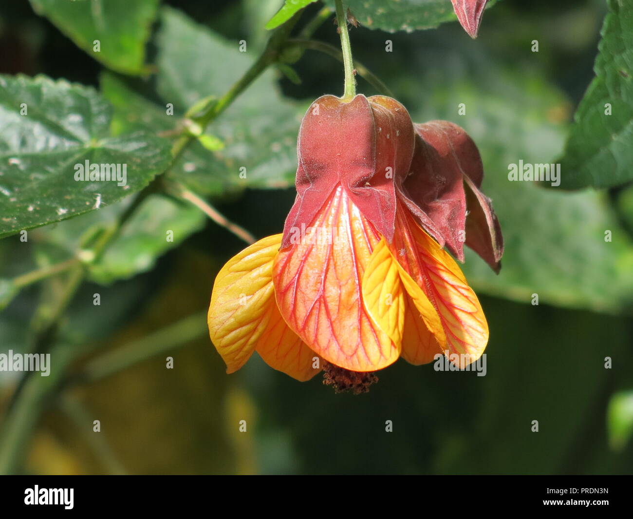 Close-up of le rouge vif, orange et jaune en forme de cloche Abutilon megapotamicum fleurs de 'hot lava orange'. Banque D'Images