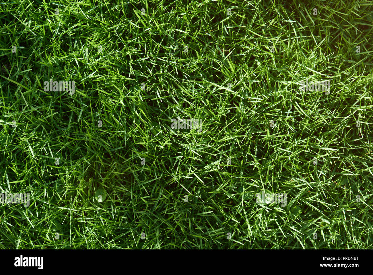 Prairie avec vue rapprochée de l'herbe verte Banque D'Images