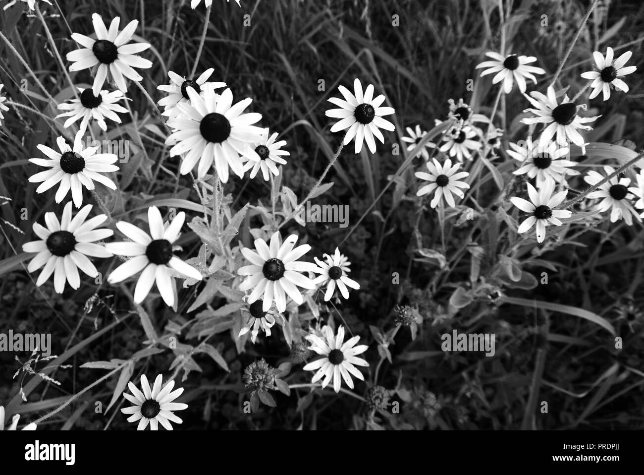Le champ blanc marguerites en noir et blanc de style. Fleurs sauvages sur l'arrière-plan d'herbes et de feuilles. Banque D'Images