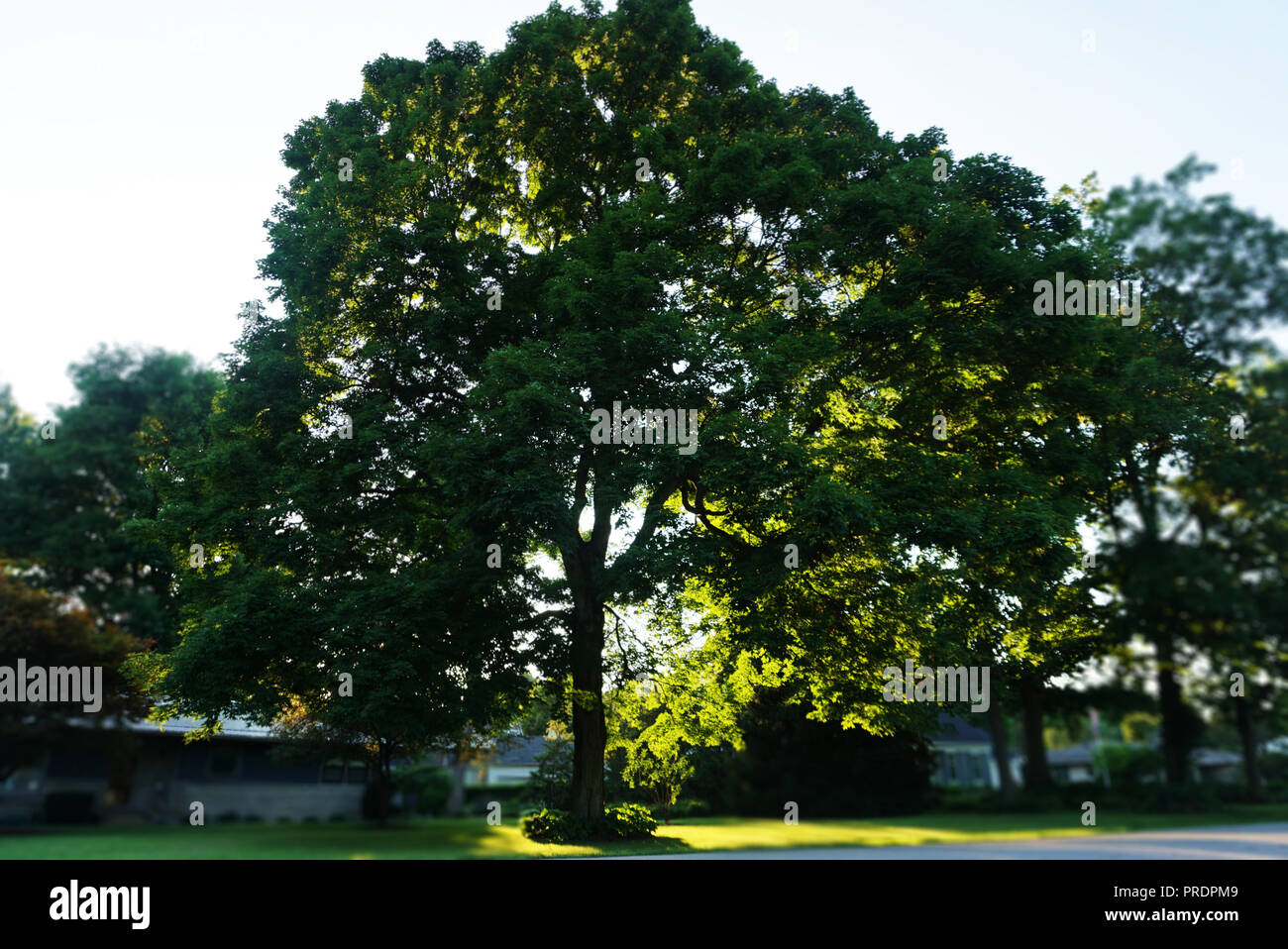 Lumière du soleil à travers les branches d'un grand arbre dans la cour. Arbre vert dans l'accent sur l'arrière-plan flou Villege Maisons d'une petite ville. La Ville de Francfort S Banque D'Images