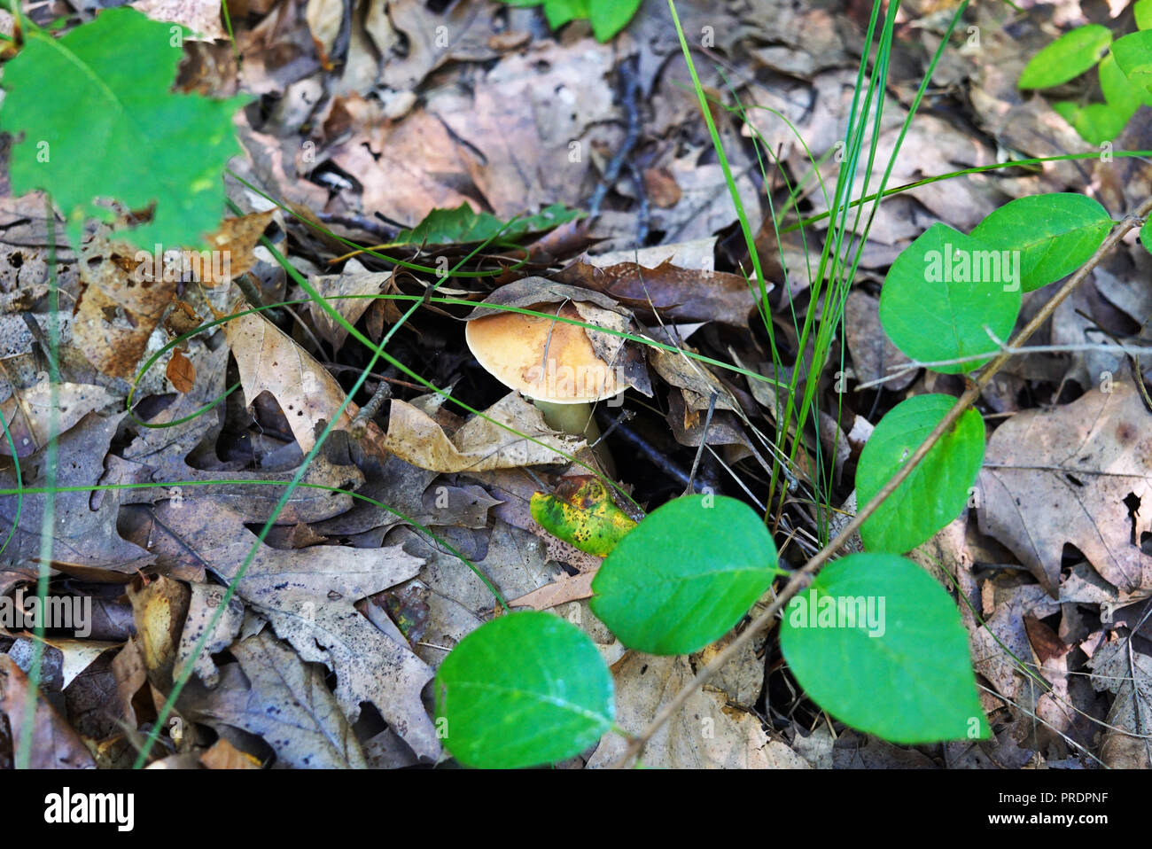 Le champignon avec un chapeau brun est vu de sous le feuillage de l'automne dans la forêt. Jeune Champignon est caché sous le couvert de feuilles. Dans l'avant-plan Banque D'Images