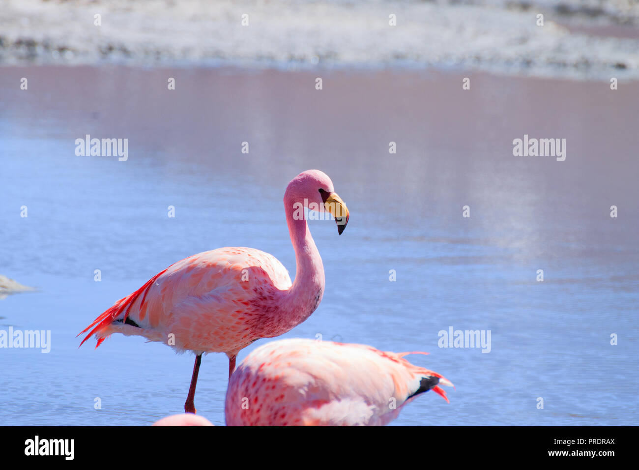 Laguna Hedionda flamants, la Bolivie. La faune andine. Lagune bolivienne Banque D'Images