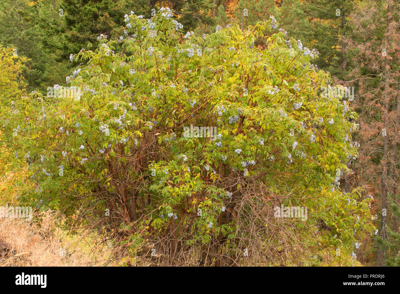 Le sureau (Sambucus bleu cerulea), Wallowa County, Oregon Banque D'Images