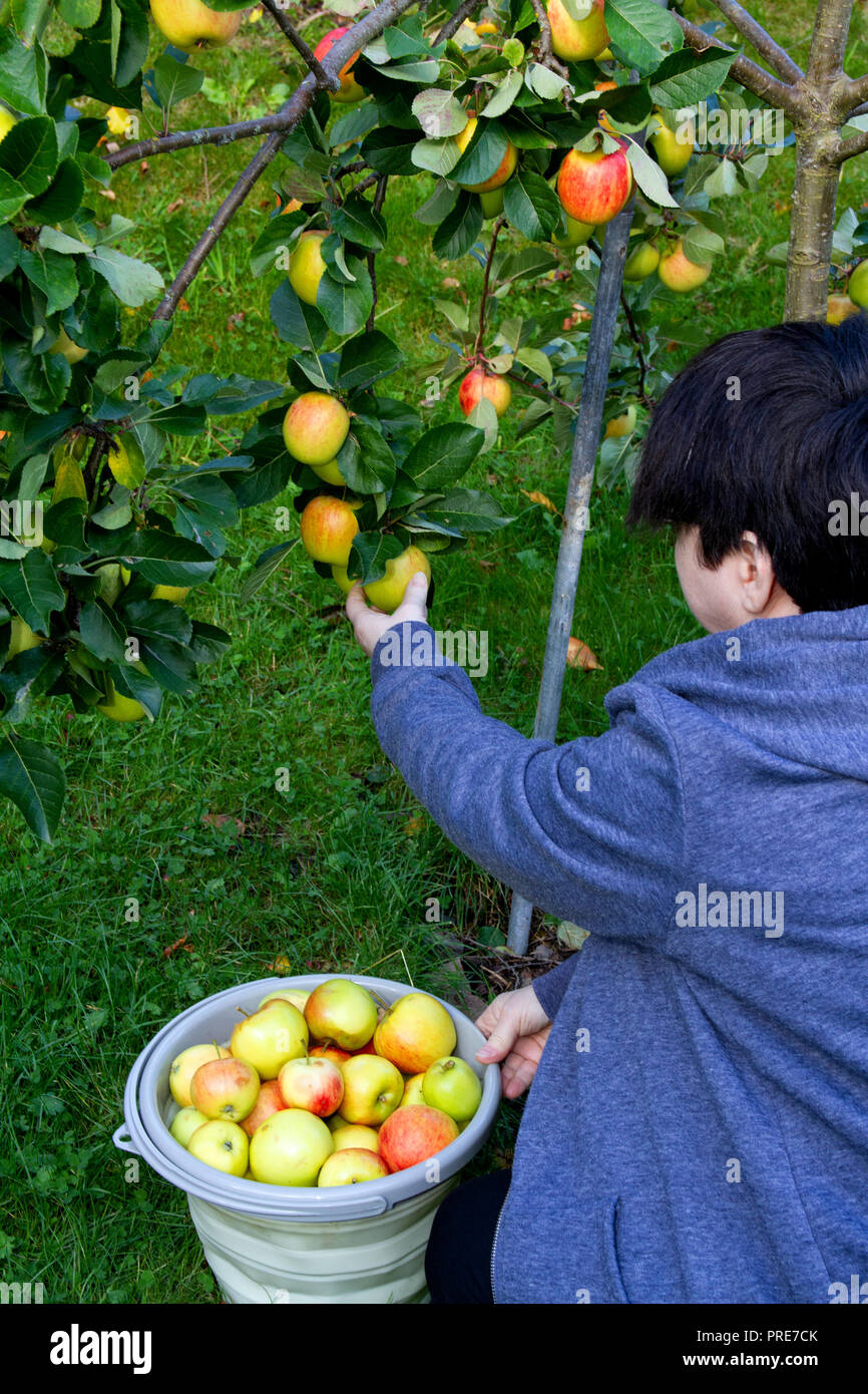 Tayside, Dundee, Ecosse, Royaume-Uni. 2 octobre, 2018. Météo France : le beau temps se poursuit jusqu'en octobre, avec des températures qui atteignent 14º Celsius. La récolte est une femme accueil bio cultivées à l'intérieur de pommes James pleure son jardin à Dundee en Écosse. Credit : Dundee Photographics / Alamy Live News Banque D'Images