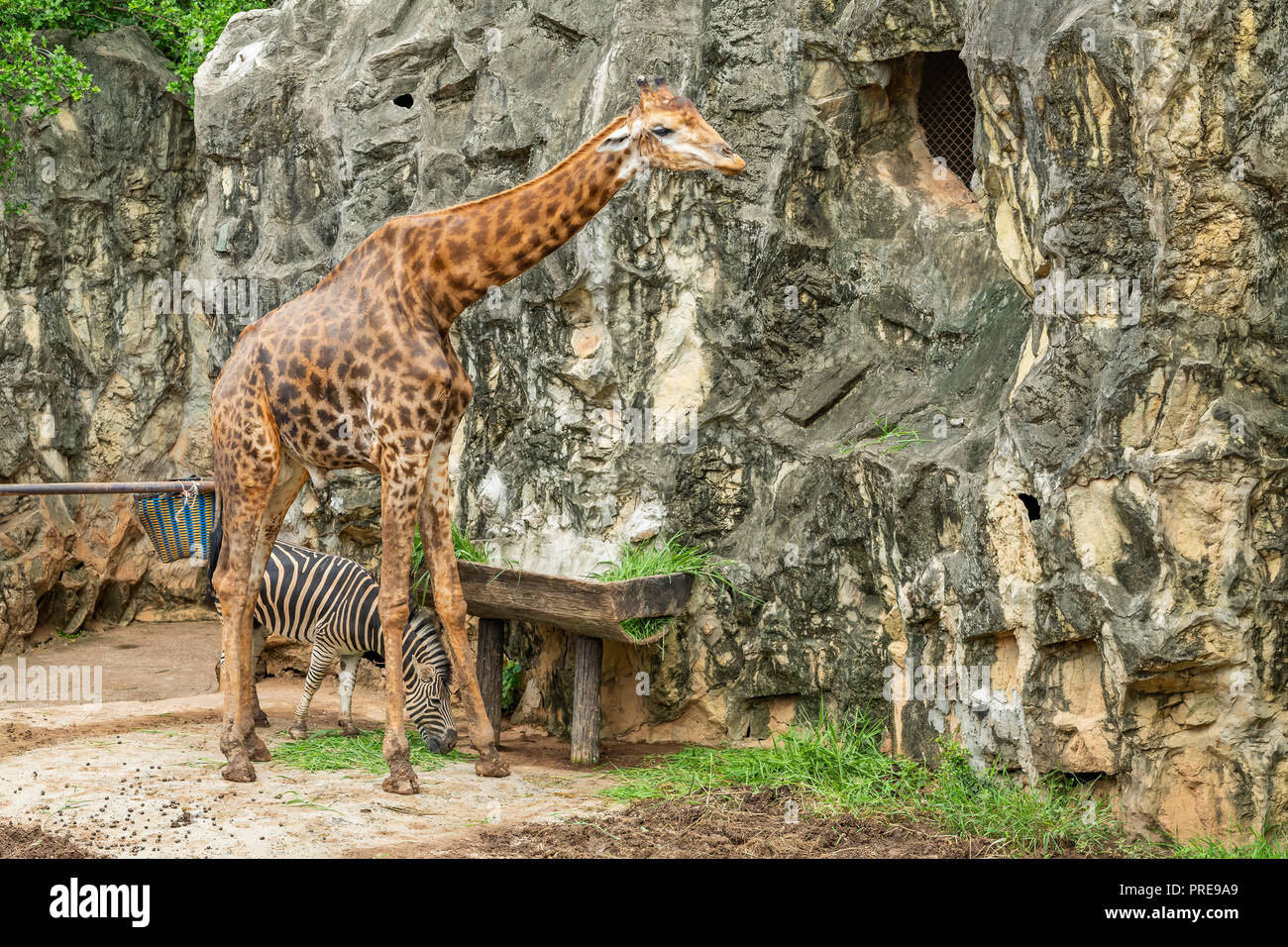 Un mâle girafe est debout à côté d'un zèbre dans le zoo Banque D'Images