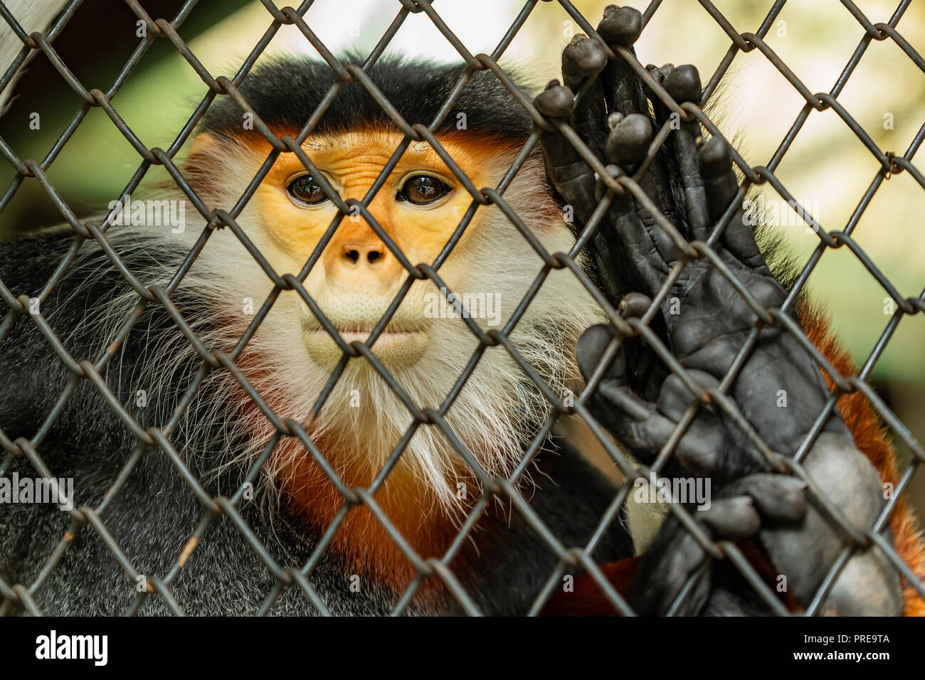 Le red-shanked douc langur est originaire d'Asie du Sud-Est, en particulier au Cambodge, en Chine, au Laos et au Vietnam. Banque D'Images