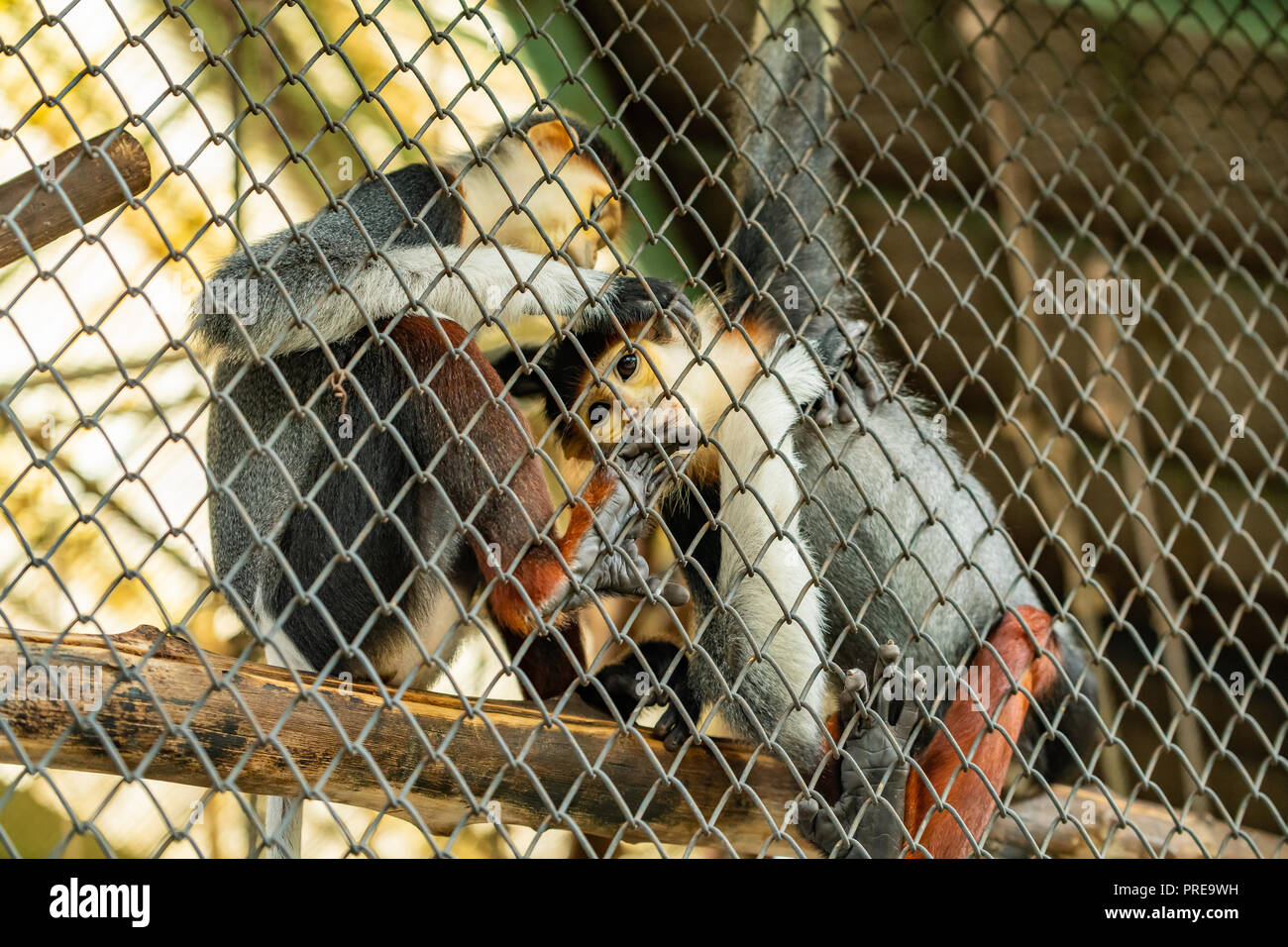 Le red-shanked douc langur est originaire d'Asie du Sud-Est, en particulier au Cambodge, en Chine, au Laos et au Vietnam. Banque D'Images