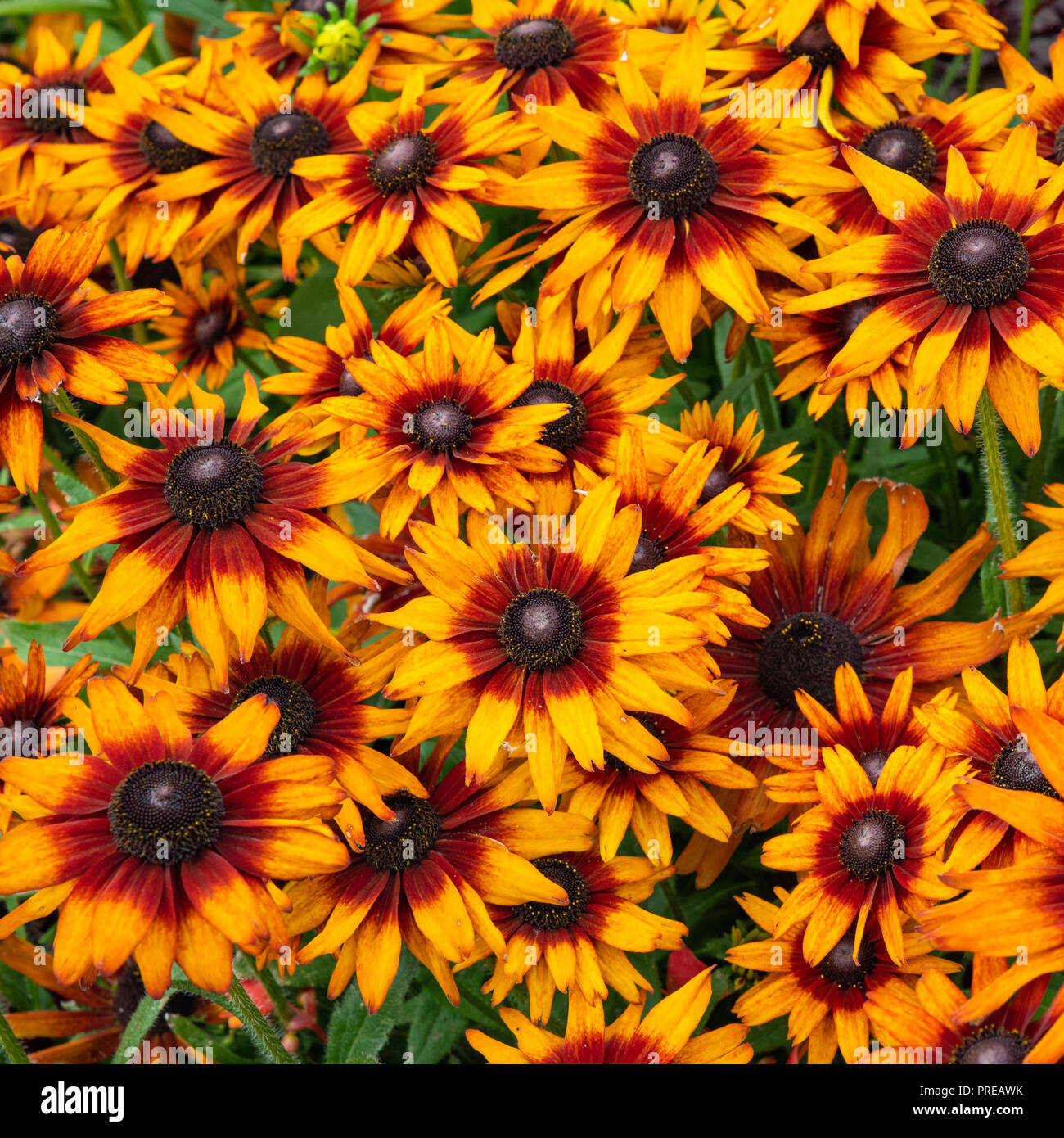 Jaune, orange et pourpre, rudbeckie pourpre qui fleurit dans le jardin à Göteborg, Suède Banque D'Images