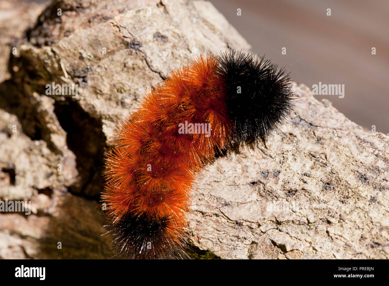 Caterpillar Ours laineux, Isabella Tiger Moth (larve Pyrrharctia isabella) - Virginia USA Banque D'Images
