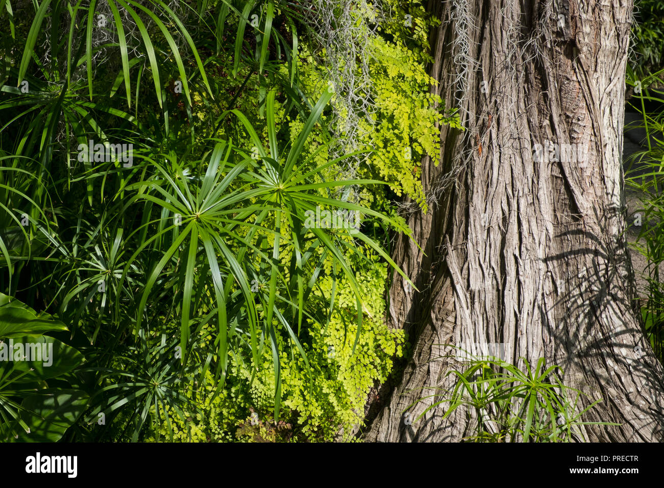 Tronc d'arbre dans les forêts tropicales plantes également mangeuses Banque D'Images