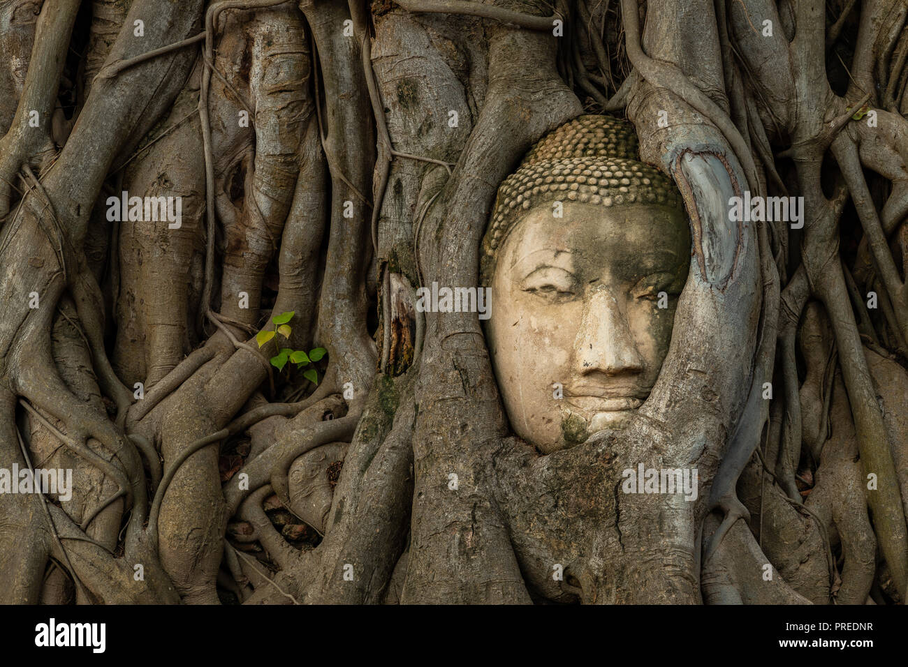 Tête de bouddha intégré dans un arbre de Bodhi, Ayutthaya, Thaïlande Banque D'Images