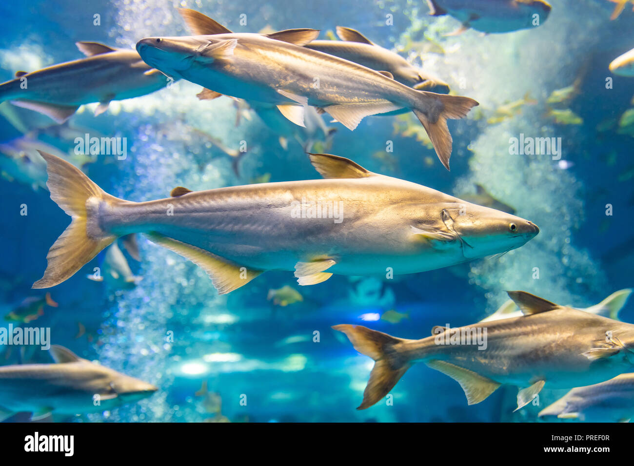 Requin irisé dans un aquarium privé, Suphanburi, Thaïlande Banque D'Images