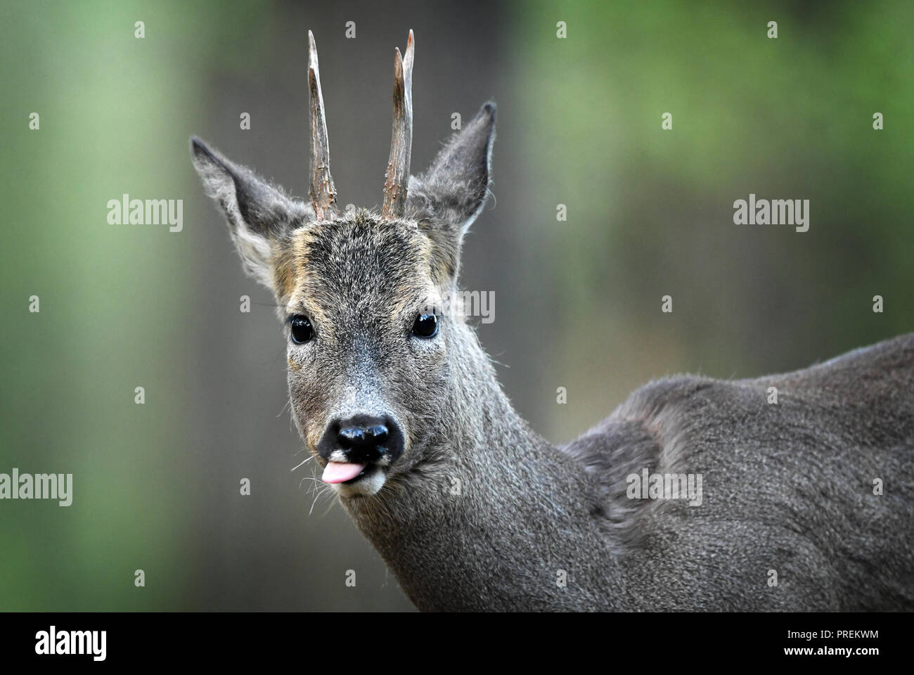Le chevreuil (Capreolus capreolus) Banque D'Images