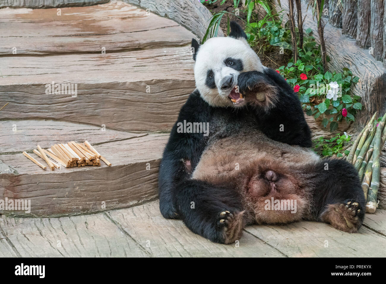 Un homme grand panda bear profiter de son petit déjeuner, bien choisis de jeunes pousses de bambou et de bambou avec mignon manger différents gestes. Banque D'Images