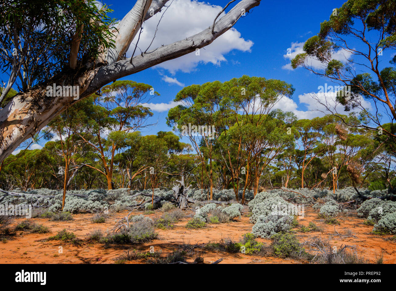 Gomme Gimlet et saltbush croissant dans le Grand Bois de l'Ouest qui est la plus grande forêt tempérée qui reste sur terre. L'ouest de l'Australie Banque D'Images