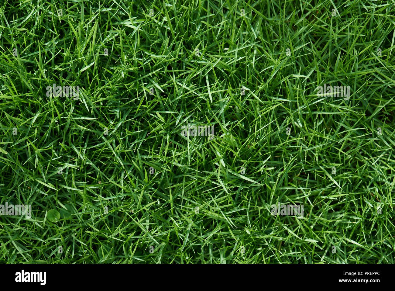 Nettoyer l'herbe verte dans le champ du matin vue ci-dessus Banque D'Images