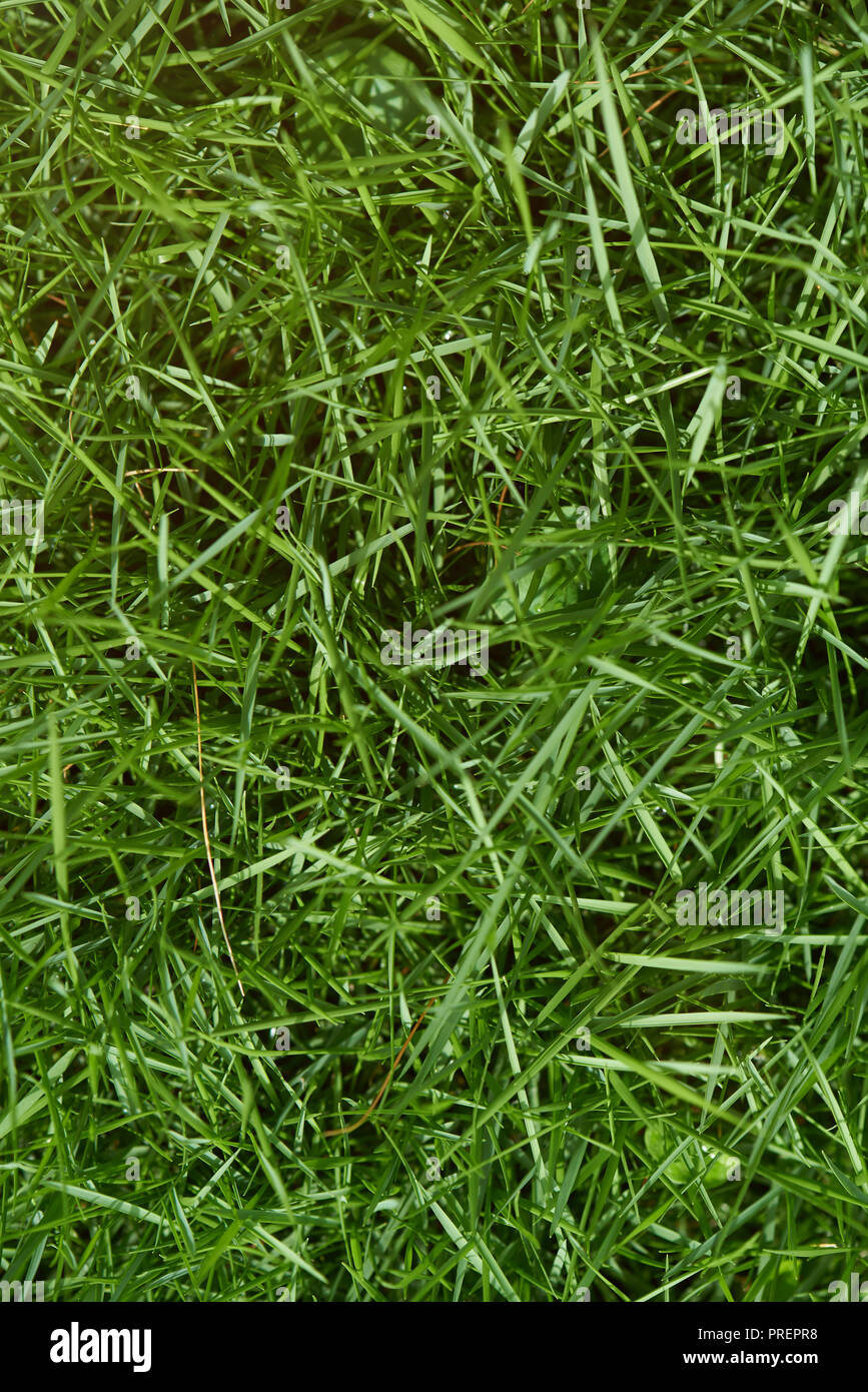 Voir ci-dessus sur l'herbe verte vue rapprochée Banque D'Images