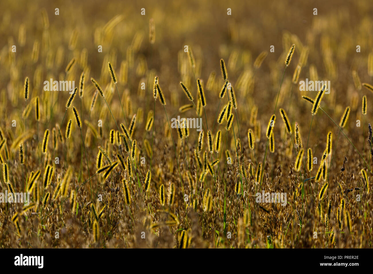 La fléole, utilisé comme une culture de couverture, l'engrais vert, de l'azote de fixateur, de la vallée de la Mohawk, Montgomery County, État de New York. Banque D'Images