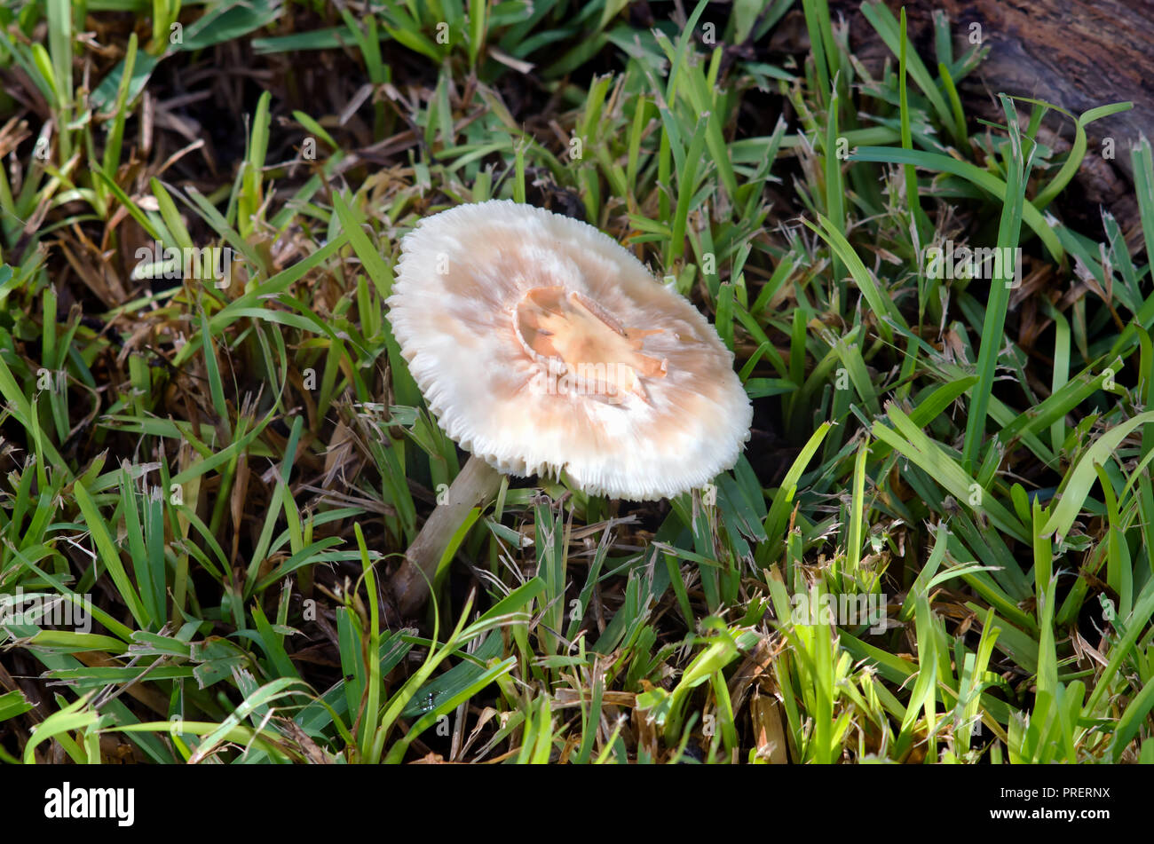 Une tendance avec les champignons aplatis pousse dans une parcelle de gazon. Banque D'Images