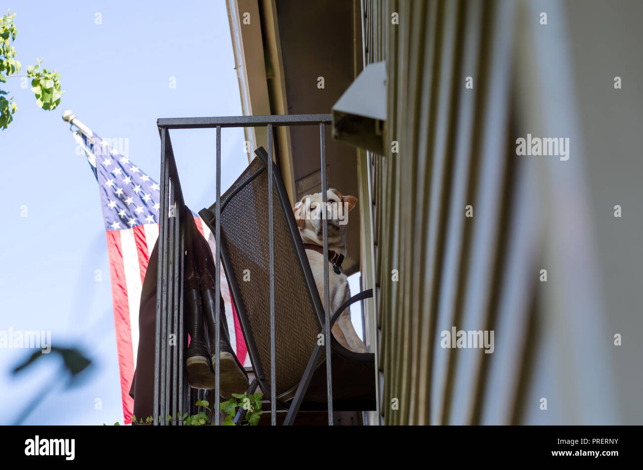 Un Labrador Retriever jaune regarde à partir d'un balcon tout en étant assis sur une chaise. Drapeau américain et d'initialisation des cuissardes visible. Banque D'Images