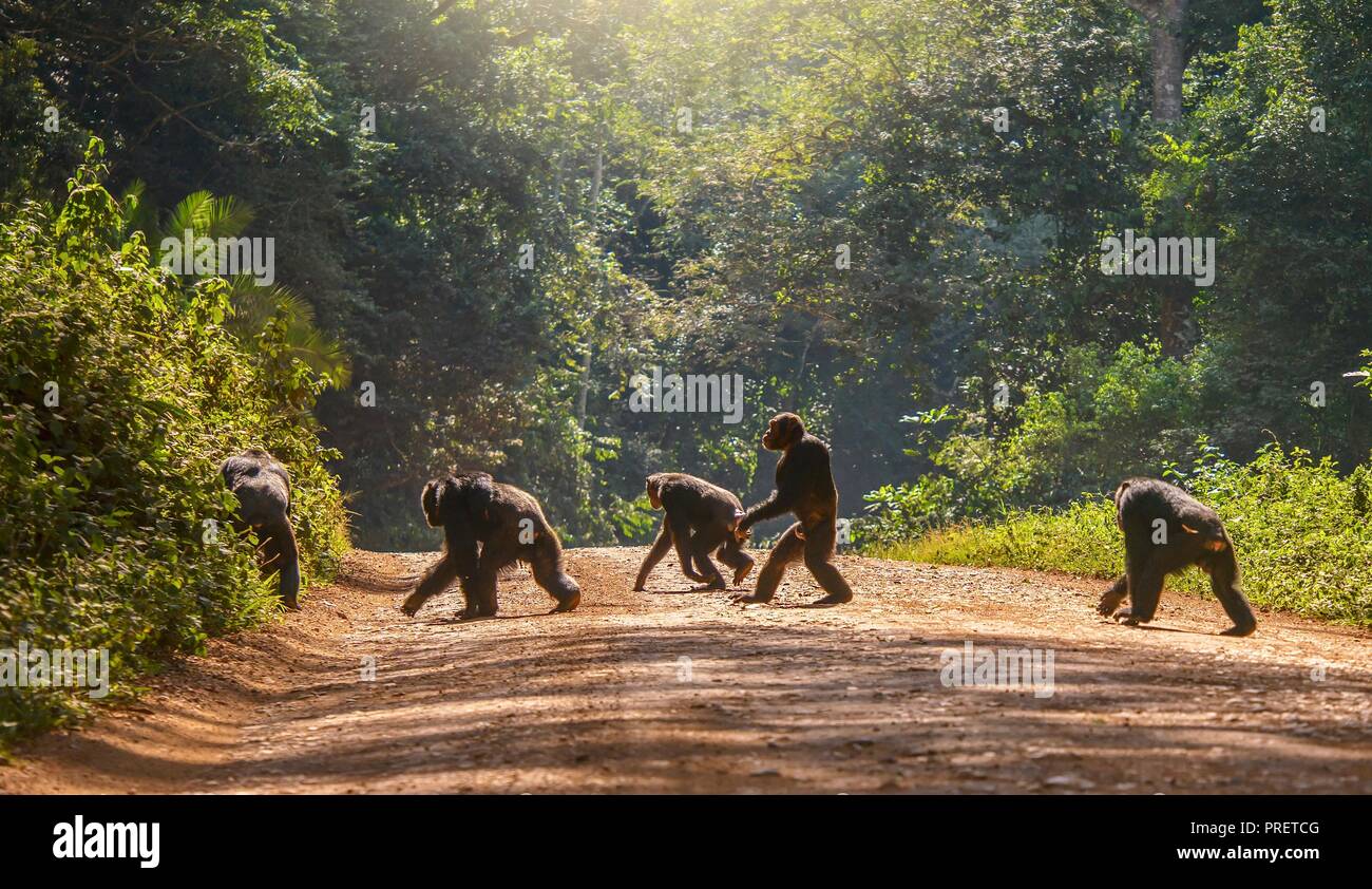 Intéressant le comportement animal, avec un pied mâle chimpanzé, debout comme un humain, à travers un chemin de terre. Les quatre autres chimpanzés sont déménagement dans l'habitude w Banque D'Images