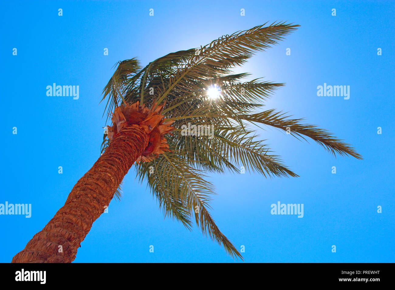 Les rayons du soleil font leur chemin à travers des branches de palmier. Concept de voyage. Loisirs tropicaux. Vacances dans les tropiques. Concept de vie. Date haut arbre. Un Banque D'Images