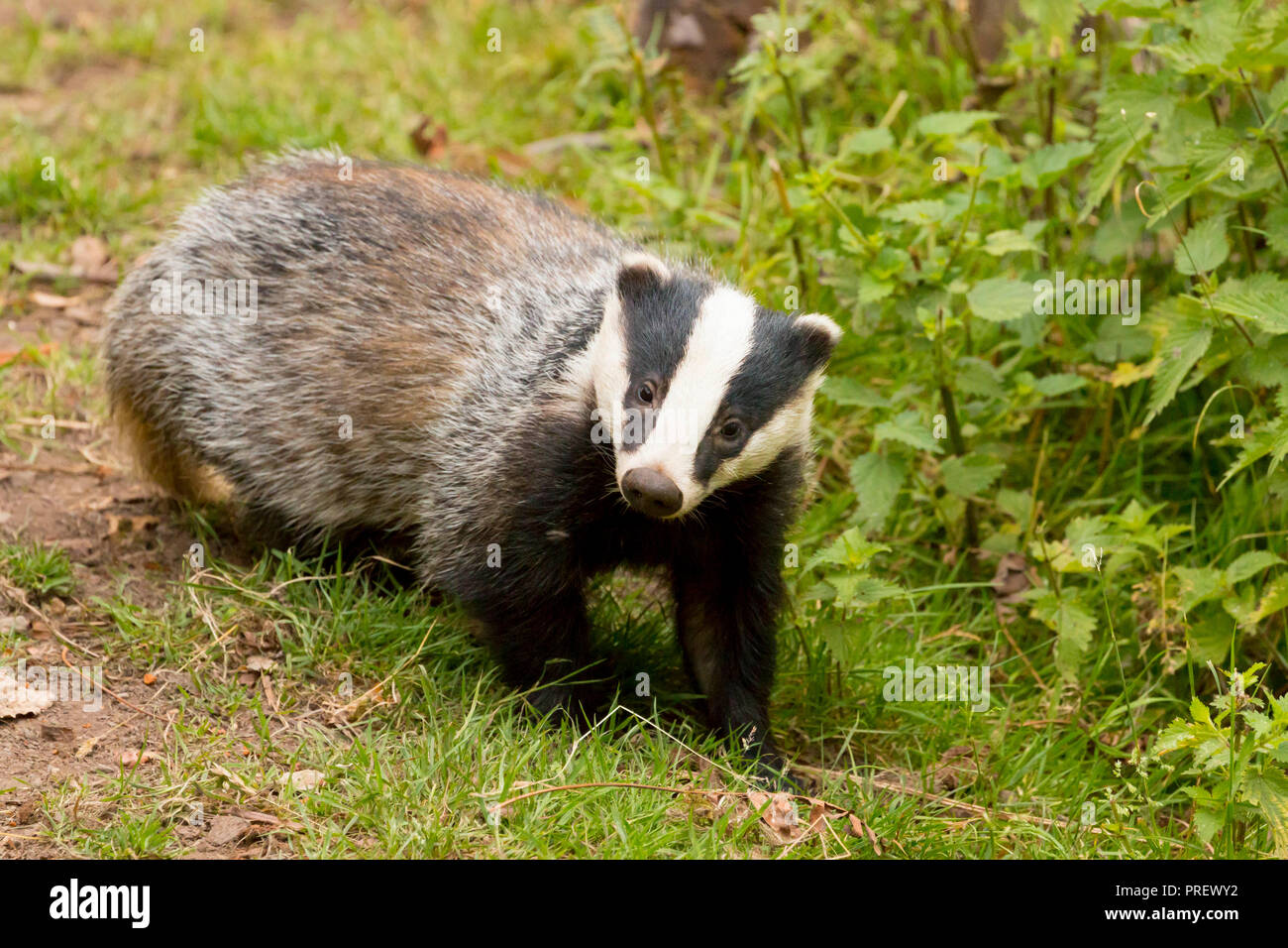 Wild Blaireau D Europe Meles Meles Nourrir A L Exterieur De La Den Definir Un Soir D Ete Au National Trust Dinefwr Estate Dans L Ouest Du Pays De Galles Uk Photo Stock Alamy