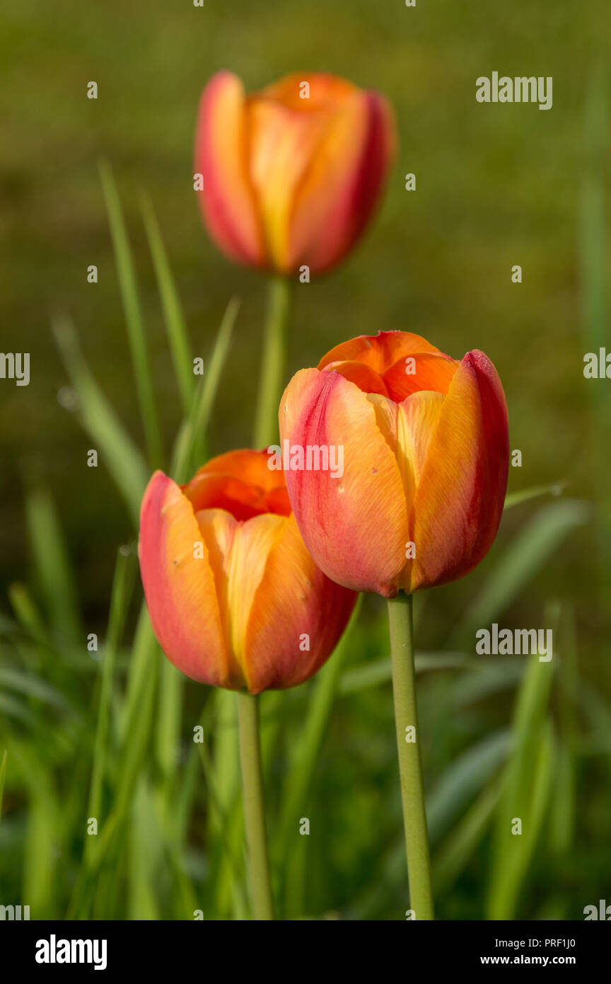Closeup macro de fleurs de printemps tulipes de plus en plus floral background Banque D'Images