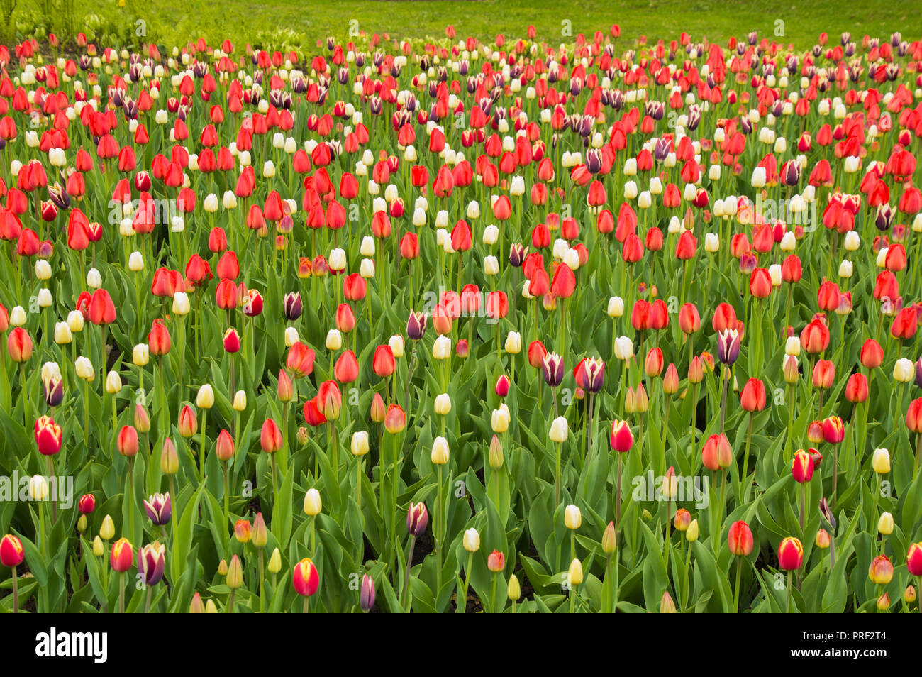 Lush lumineux naturel fleurs tulipes printemps fond papier peint Banque D'Images