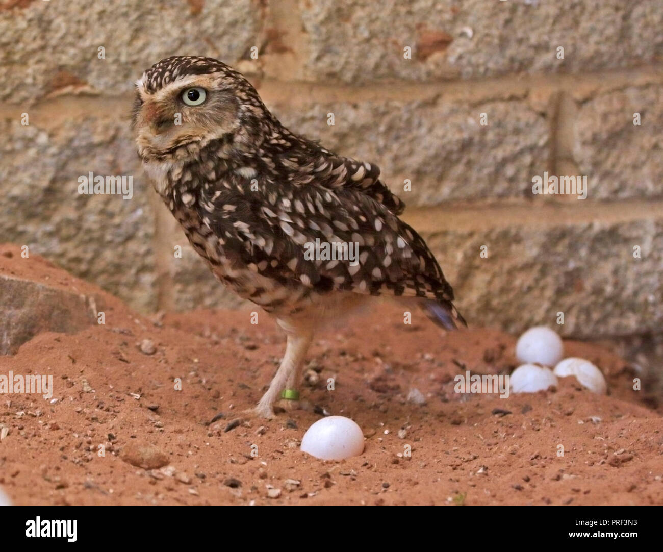Chevêche des terriers (Athene cunicularia) avec des oeufs Banque D'Images