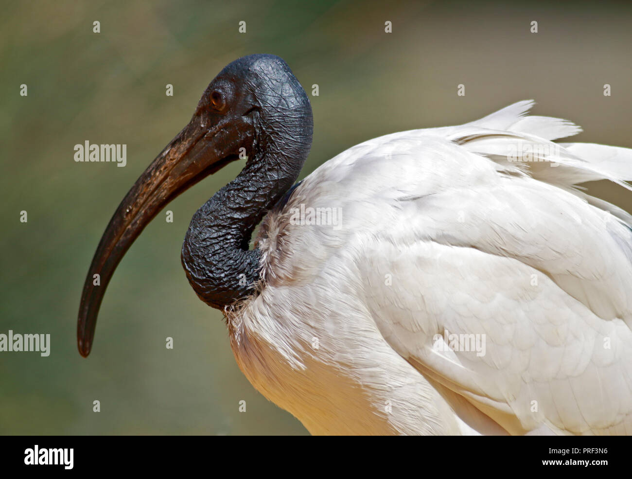 Ibis sacré (Threskiornis aethiopicus) Banque D'Images