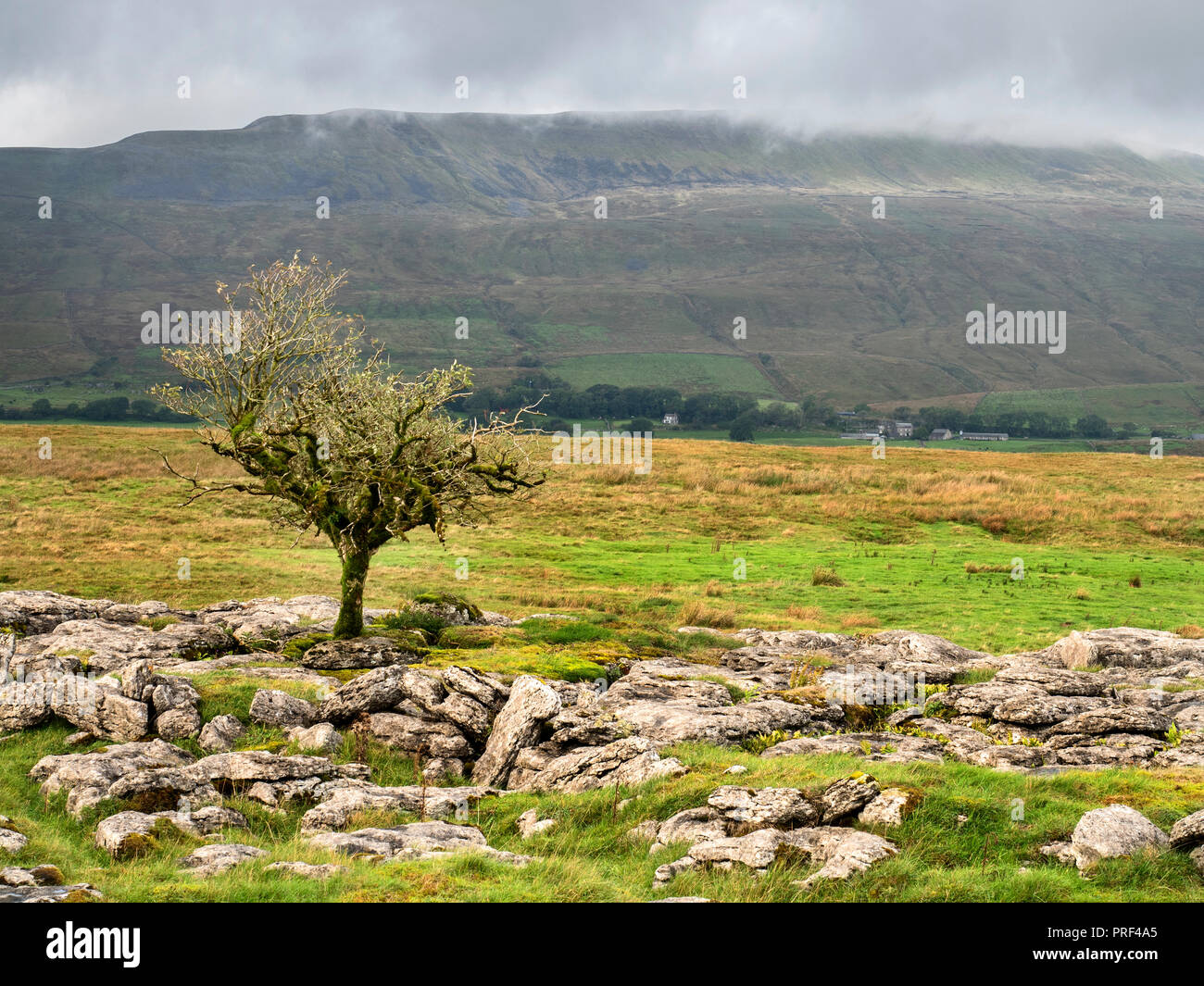 Lone Tree sur lapiez à roches avec pâturage tours au-delà de Whernside Ribblehead Angleterre Yorkshire Dales Banque D'Images